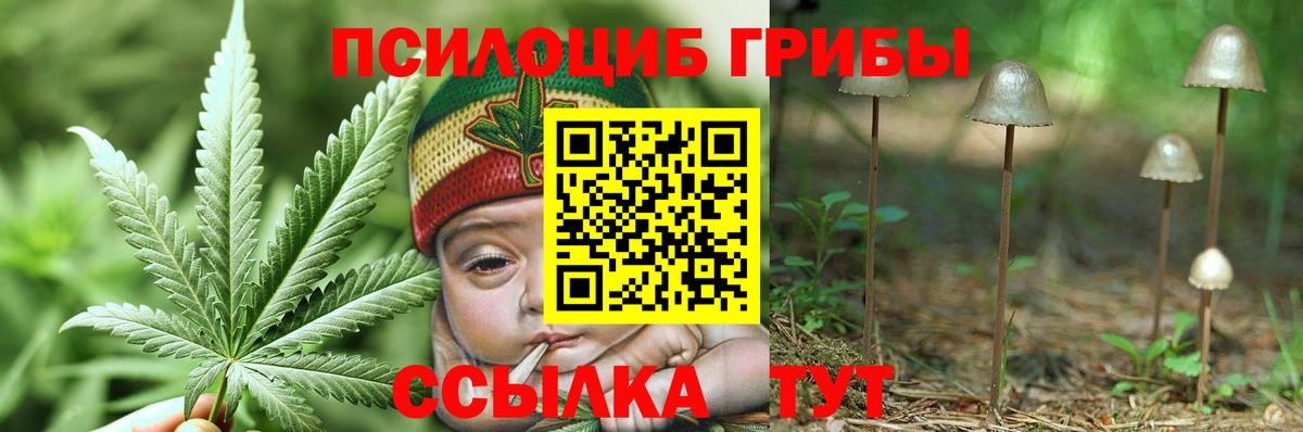 Тулун  Псилоцибиновые грибы Psilocybine cubensis  Вход с VPN 